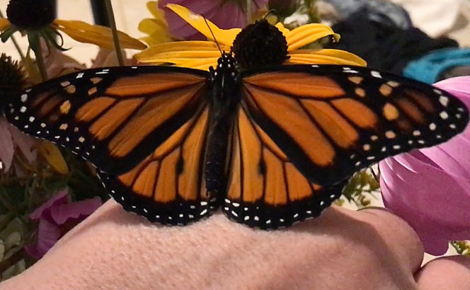 Blinky the migratory monarch